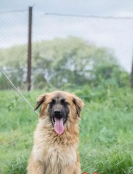 Samito sucht ein zu Hause - Fließem