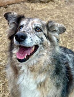 🙏Wunderschöne Daga sucht Herzensfamilie - Großefehn