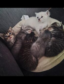 9 Bengdoll Kitten suchen ein liebevolles Heim - Ebersbach-Neugersdorf