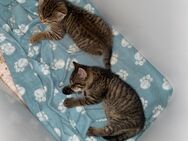 3 Kitten suchen ein neues zu Hause - Duisburg