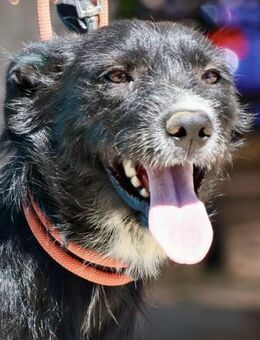 Pati, sanft, sehr sozial, offen - Westerholt