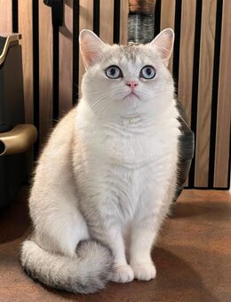 Zwei Reinrassige Britisch Kurzhaar Katzen mit Zubehör - Neuss