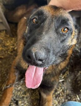 Vincent, der Abenteuerlustige 🐾 - Elsdorf (Nordrhein-Westfalen)