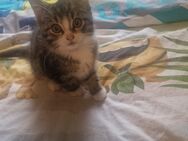 Verkaufe Katzenbabys - Wusterwitz