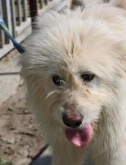 Nicky - verspieltes Wuschelmädchen - Lohra