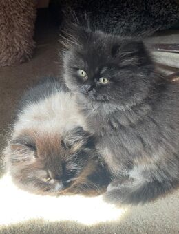 Persen Katzen Babys - Alling