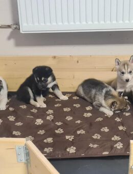 Husky Welpen - Lübz