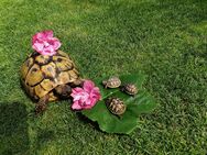 Griechische Landschildkröten von 2024 - Kirchroth