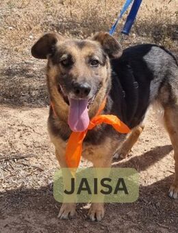 JAISA, w., kastr., SH-Mix, ca. 55 cm - Sipplingen
