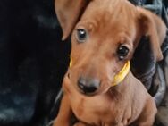 Abgabebereit sofort!!Gesunder kräftiger Zwergpinscher Welpe Rüde m.P. - Neustadt (Wied)