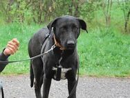 Hektor, zarter Hundemann, ca. 3 Jahre, c - Vaterstetten