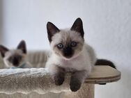 4 Kleine Kitten suchen ein warmes Haus mit einer tollen Familie - Krefeld