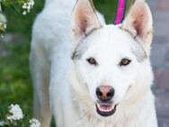 Anabell sucht Zuhause - Werne