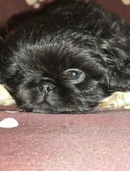 Noch ein wunderschöner Pekingnese Rüde - Goldebek