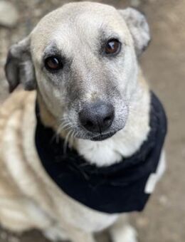 Atena - verschmuste Hündin sucht Zuhause - Berlin