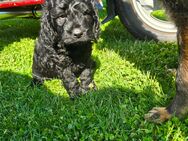 Cocker Spaniel Pudel Mix - Schwielochsee