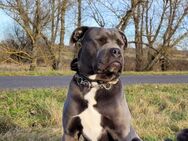 Zuhause gesucht Cane corso/Bulldog mix - Letschin