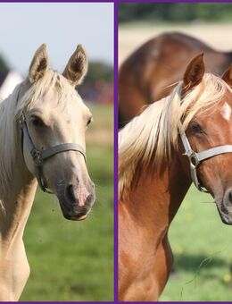 2 Partbred Araber Hengstjährlinge suchen - Gransee