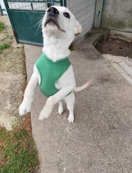 QUATRO - meine Energie ist Liebe pur - Overath