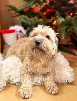 Suzy - kleine Fellnase zum Verlieben - Gerlingen