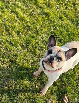 Französisches Bulldoggen Mädchen 10 Jahre sucht Endplatz - Lauingen (Donau)