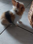 Löwenkopfkaninchen in 70469