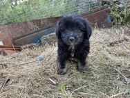 Lola- auf der Suche nach einem Zuhause - Rostock