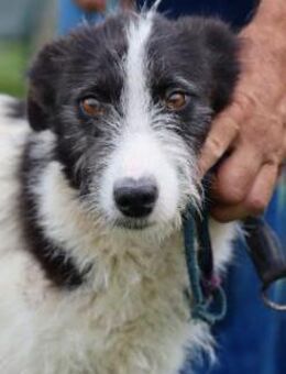 Nitma - zutrauliche Hündin - Lohra