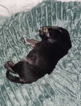 Husky Bordervollie mix Rüden - Bremen