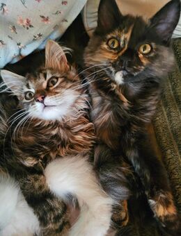 Main Coon Mischlinge, Kitten - Altrip