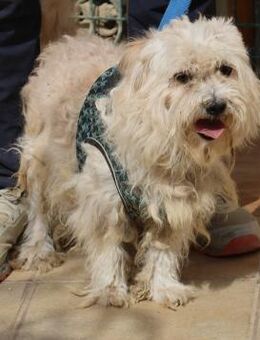 Batman, verspielt, neugierig, offen - Westerholt