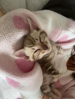 Reinrassige Bengal Kätzin Sephia mable - Wriezen