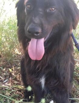 Seelenhund Henry sucht tolles Zuhause - Tornesch