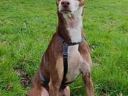 Pepe, kleiner Podenco sucht Liebe - Berlin