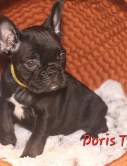 Französische Bulldoggen mit Ahnentafel - Calbe (Saale)