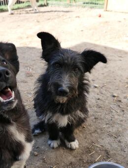 Susi Fusselmaus sucht.... - Kallmünz