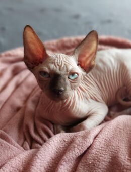 Canadien sphynx Kitten - Bad Sassendorf