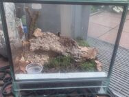 0.1 adulte Acanthoscurria geniculata - Lübtheen Zentrum