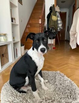 Hutch sucht aktive Familie - Ratekau