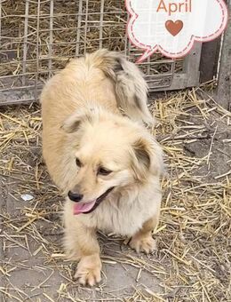 April ♥ gerettet von der Straße - Uetze