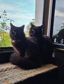 Dringend neues zu Hause gesucht in 45879