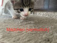 4 Katzenbabys - Löhnberg