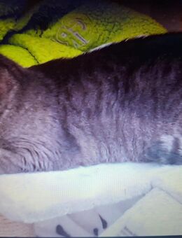 perser-Mix Katze - Salzgitter