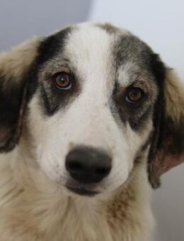 Tristan, geb. ca. 05/2022, GRIECHENLAND - Markdorf