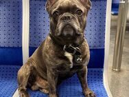 Französische Bulldogge Welpen von Hause Misaki - München