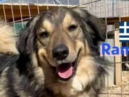 Rambo 01/22 -sanfter als sein Name - Heppenheim (Bergstraße)