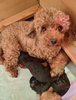 Toypudelwelpen - Forstinning