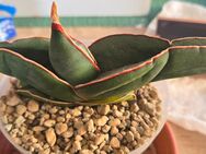 Sansevieria Ehrenbergii Banana - Rödental