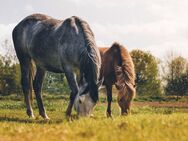 Reiterhof auf 6 ha mit Reitplatz zu verkaufen - Lage (Nordrhein-Westfalen)