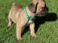 Französische Bulldoggen Welpen abzugeben - Lübow